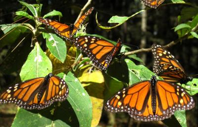 Great_migrations_butterfly_main_400x400