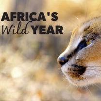 Africas_wild_year_241x208