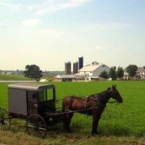 Amish_out_of_order_241x208