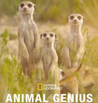 Animal_genius_241x208