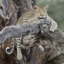 Big_cats_small_world_241x208