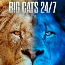 Big_cats_twenty_four_seven_241x208