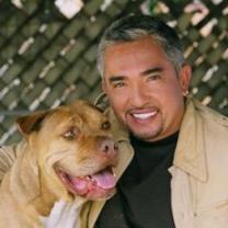 Dog_whisperer_with_cesar_millan_family_edition_241x208