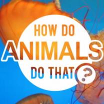 How_do_animals_do_that_241x208