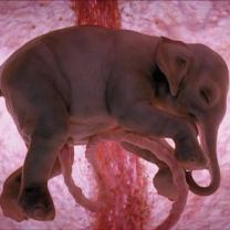 In_the_womb_animal_babies_241x208