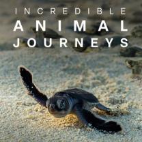 Incredible_animal_journeys_241x208