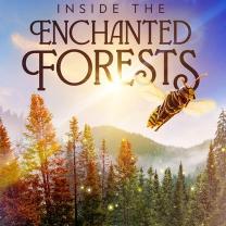 Inside_the_enchanted_forests_241x208