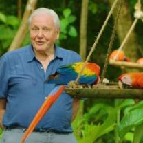 Life_in_color_with_david_attenborough_241x208