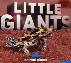 Little_giants_241x208