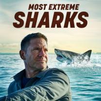 Most_extreme_sharks_241x208