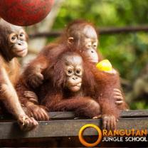 Orangutan_jungle_school_241x208