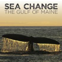 Sea_change_the_gulf_of_maine_241x208