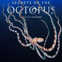 Secrets_of_the_octopus_241x208
