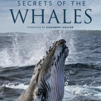 Secrets_of_the_whales_241x208