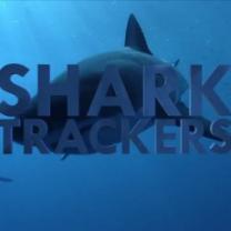 Shark_trackers_241x208