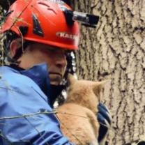 Treetop_cat_rescue_241x208