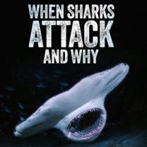 When_sharks_attack_and_why_241x208