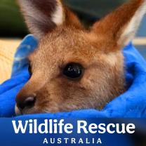 Wildlife_rescue_australia_241x208